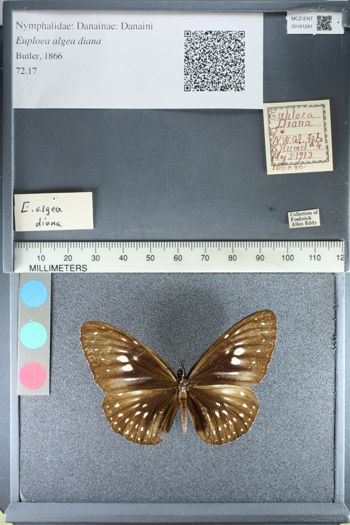 Media type: image;   Entomology 161241